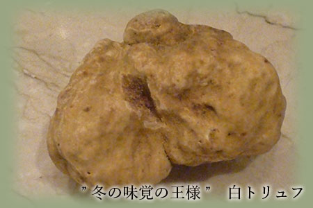 ”白トリュフ